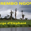 100 Titre Photos Rembo Ngove Charge Elephant-01.jpg